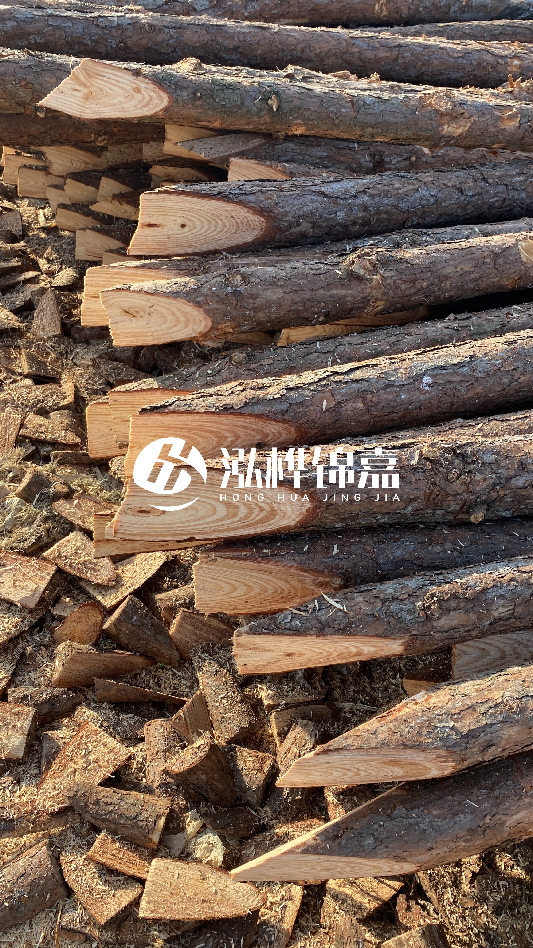 松木樁怎么分辨好壞？學會這幾招，輕松分辨松木樁好壞不踩雷！